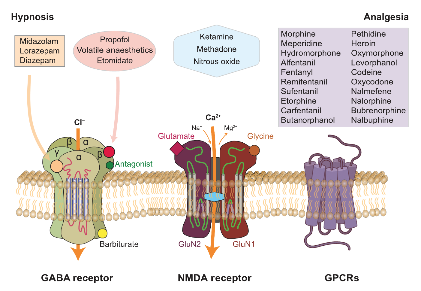 pharmacogenetics in ipsc derived cv cells