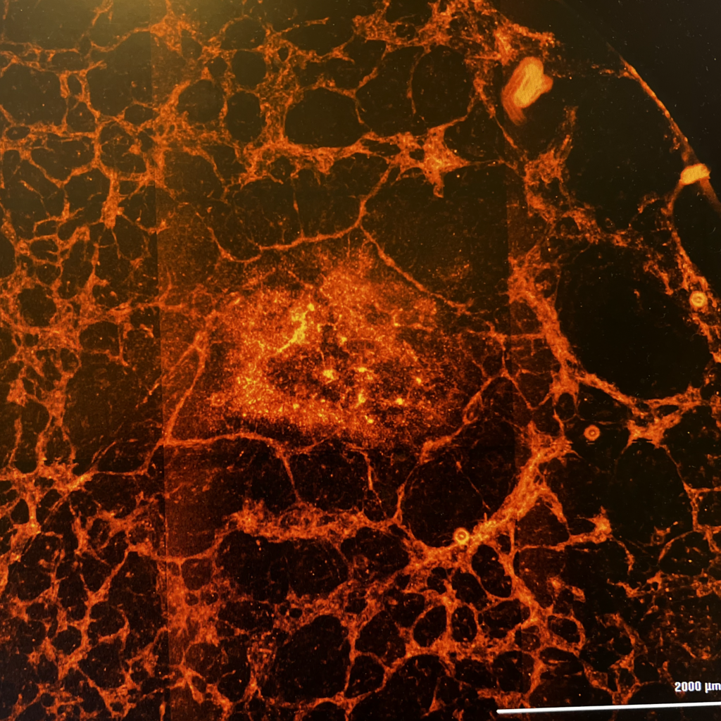 Endothelial cell network of 2D organoids