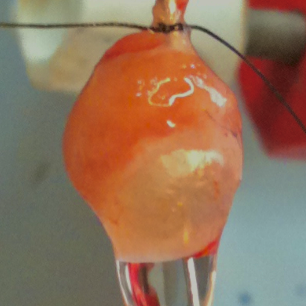 Mouse heart after 4 weeks of coronary ligation